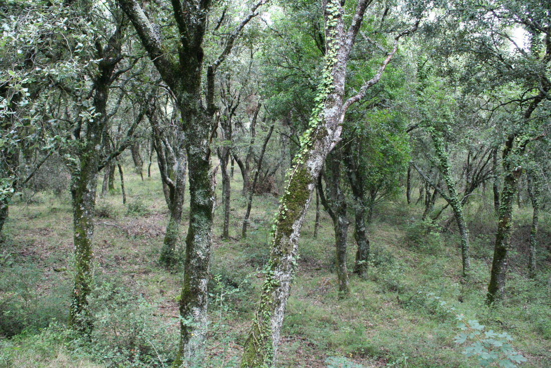 Paseo micológico otoñal por los carrascales de Eraul (Valle de Yerri)