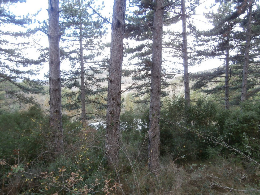 Paseo micológico otoñal por pinares de repoblación de Pueyo (Valdorba)