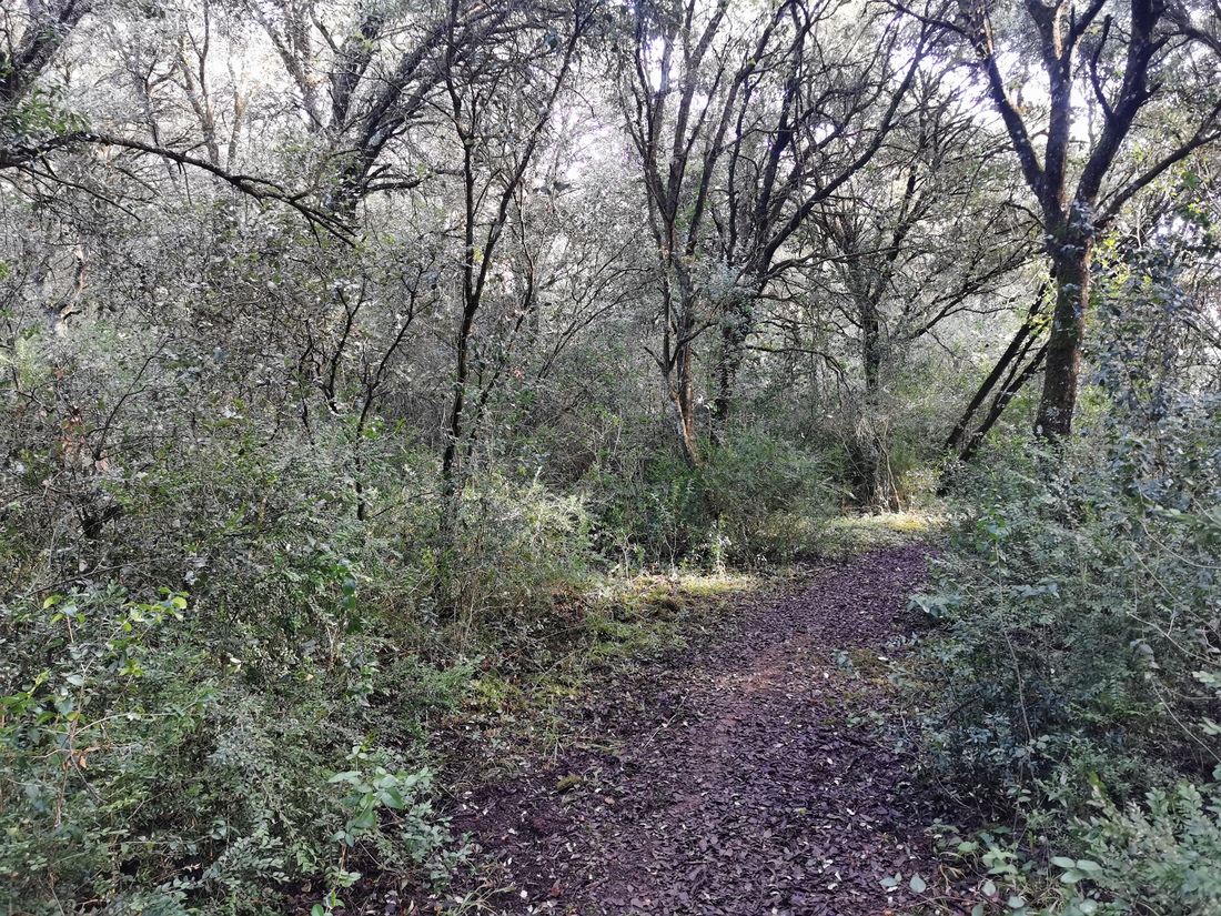 Paseo micológico otoñal por los encinares de Acedo (Mendaza)