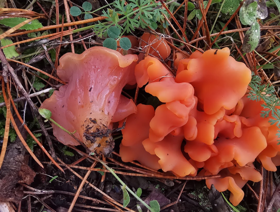Foto