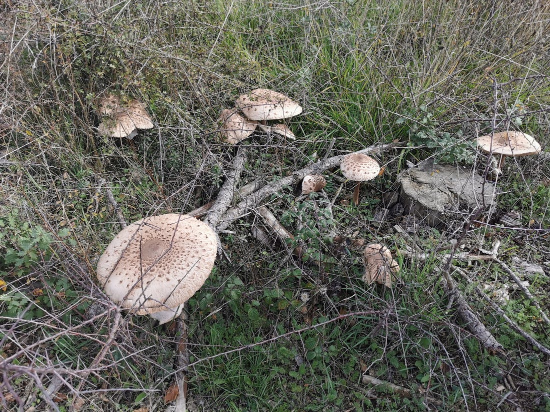 Paseo micológico otoñal por los pinares de repoblación de la sierra de Izko (Ibargoiti)
