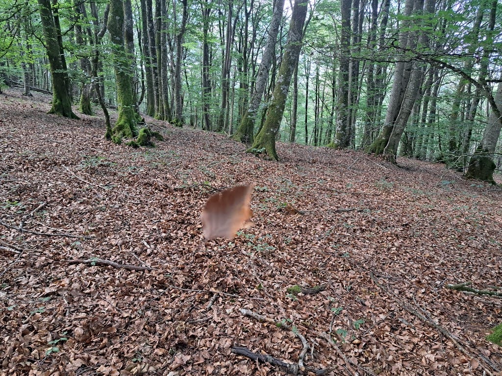 Paseo micológico otoñal por los hayedos de Eraso (Imotz)