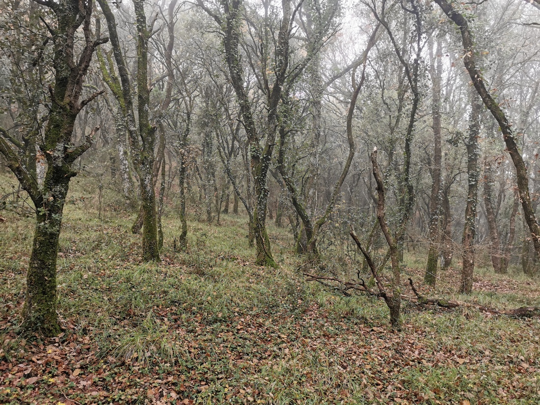 Paseo micológico otoñal por los carrascales de Anotz (Valle de Ollo)