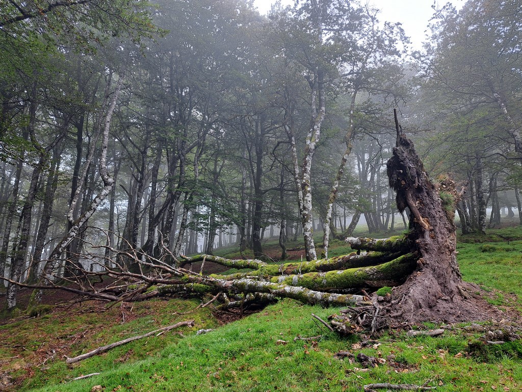 Paseo micológico otoñal por los hayedos de Sorogain (Erro)