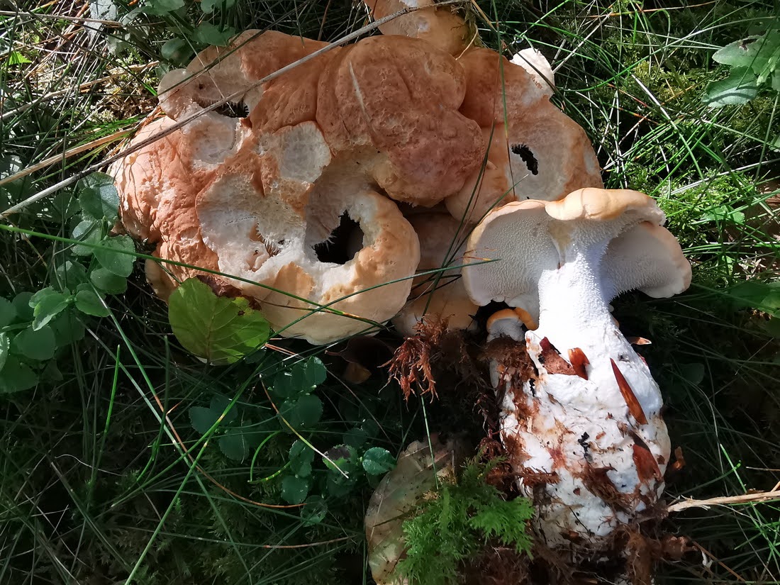 Foto