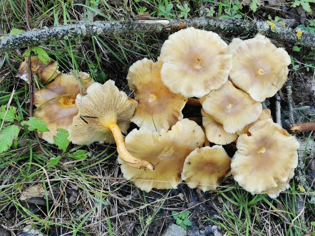 Foto