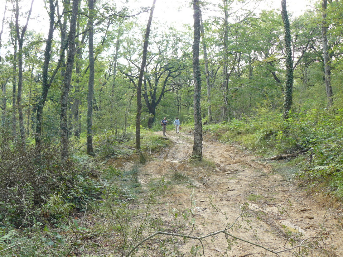 Paseo micológico estival por los robledales de Lakuntza (Barranca)