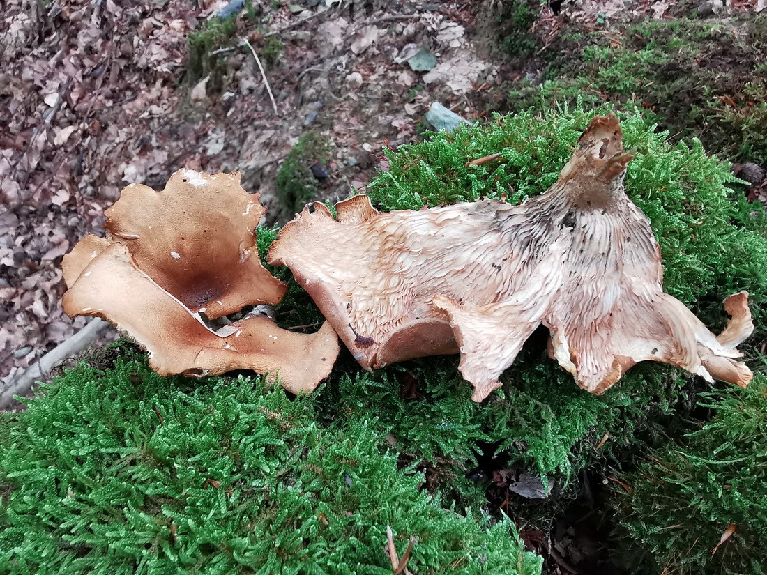 Foto