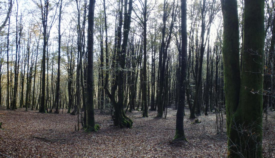 Paseo micológico estival por los hayedos del alto de Huici (Larraun)