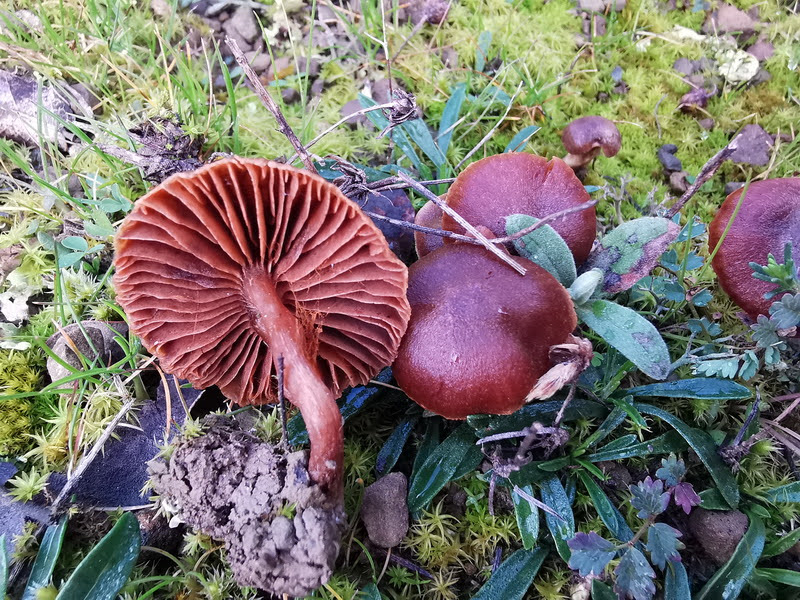 Foto
