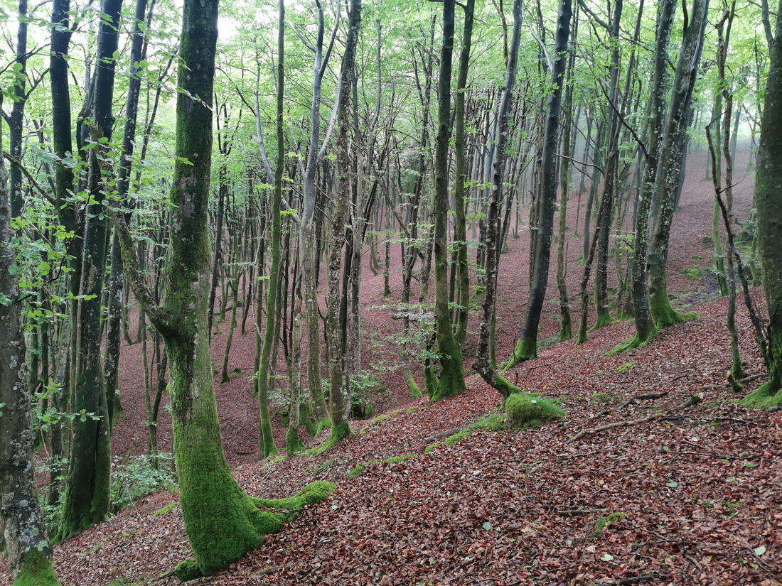 Imagen de la ruta Paseo micológico estival por los hayedos del Alto de Huici (Larraun)