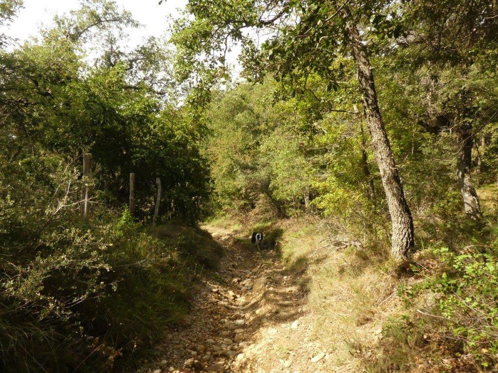 Paseo micológico invernal por los carrascales de Orísoain (Valdorba)