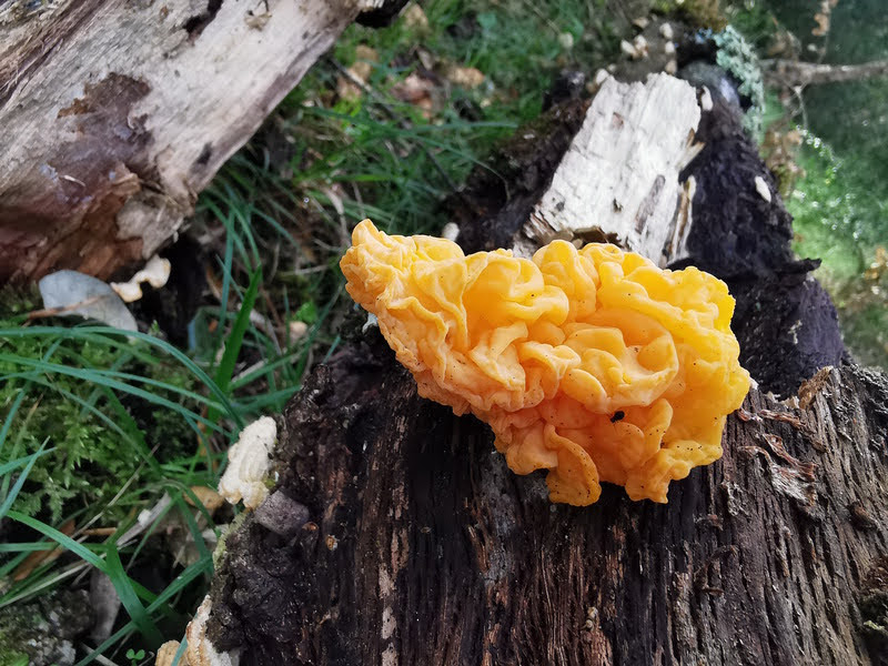 Foto