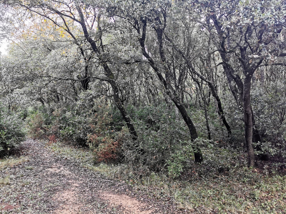 Paseo micológico invernal por los encinares de Igúzquiza