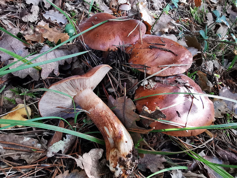Paseo micológico otoñal en bosque mixto en las cercanías de Anoz (Ezcabarte)