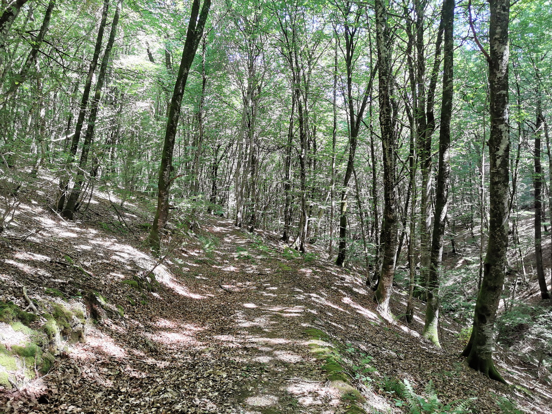 Paseo micológico otoñal por los hayedos de Zarranz (Imoz)