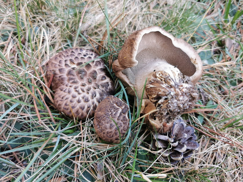 Foto