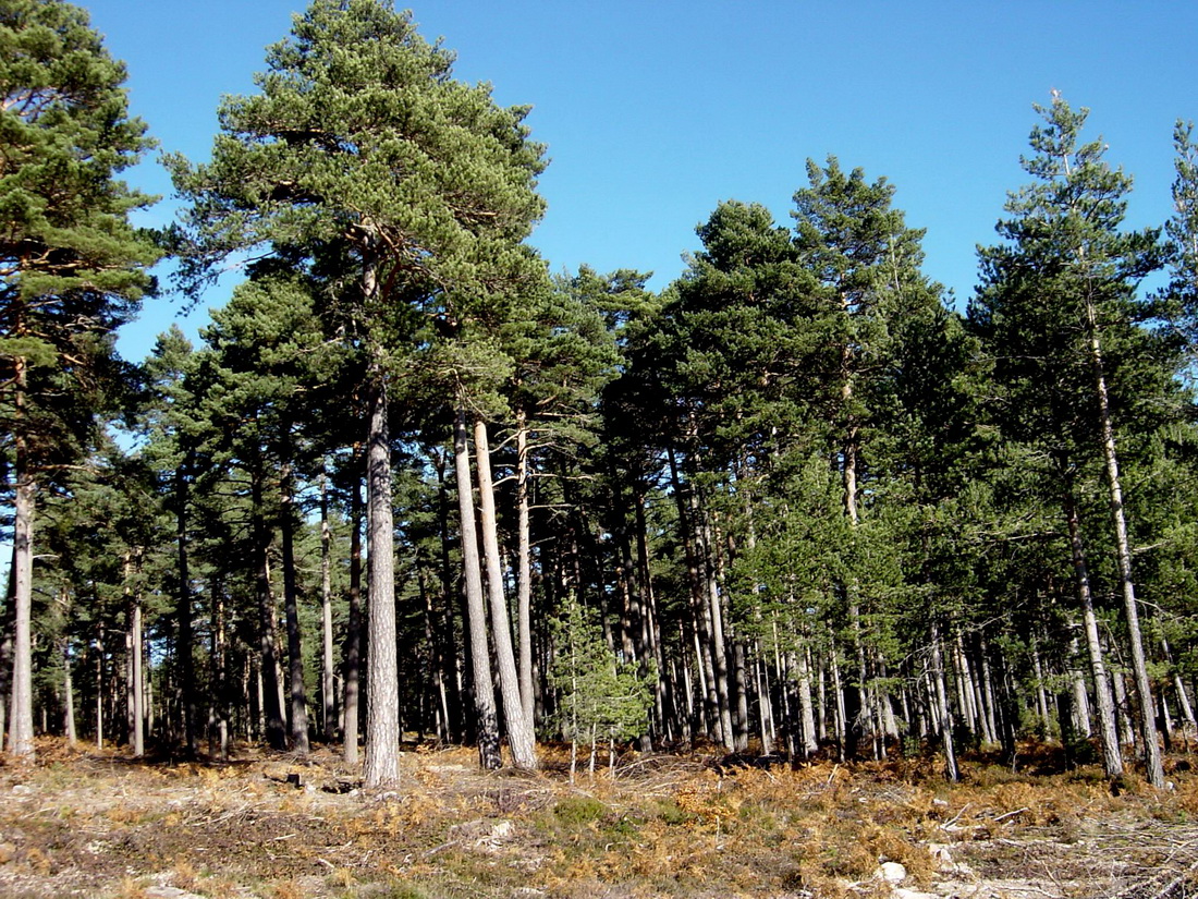 Paseo micológico otoñal por los pinares de Pinus sylvestris de Bigüezal (Romanzado)