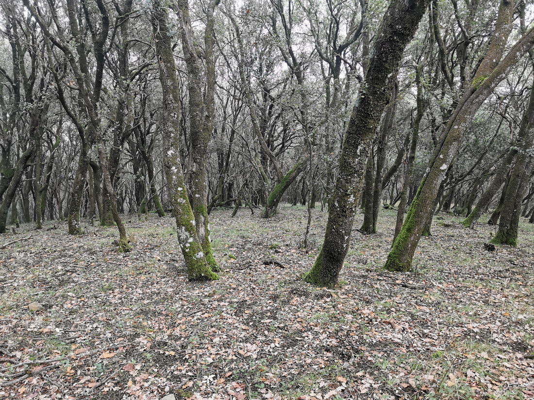 Paseo micológico otoñal por los carrascales de Anotz (Valle de Ollo)