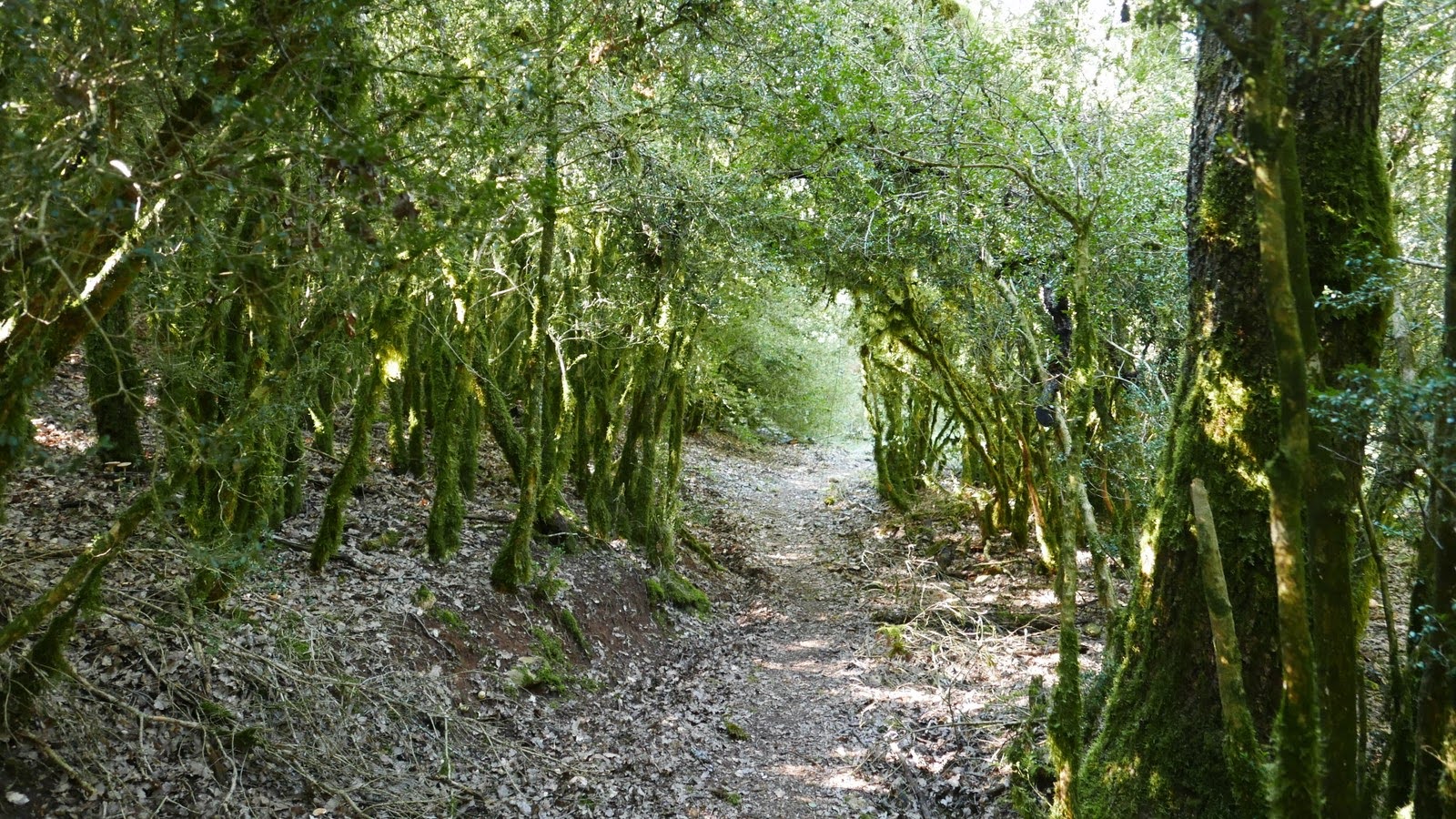 Paseo micológico otoñal por los carrascales de la sierra de Lóquiz