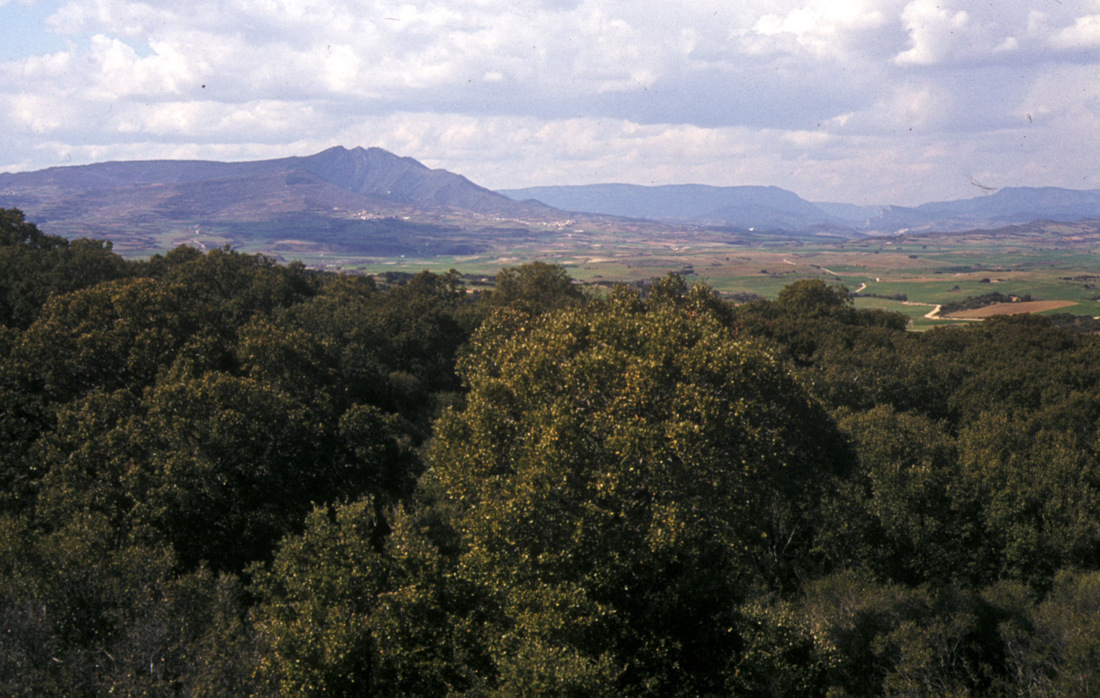 Paseo micológico otoñal por los carrascales de Eulz (Valle de Allín)