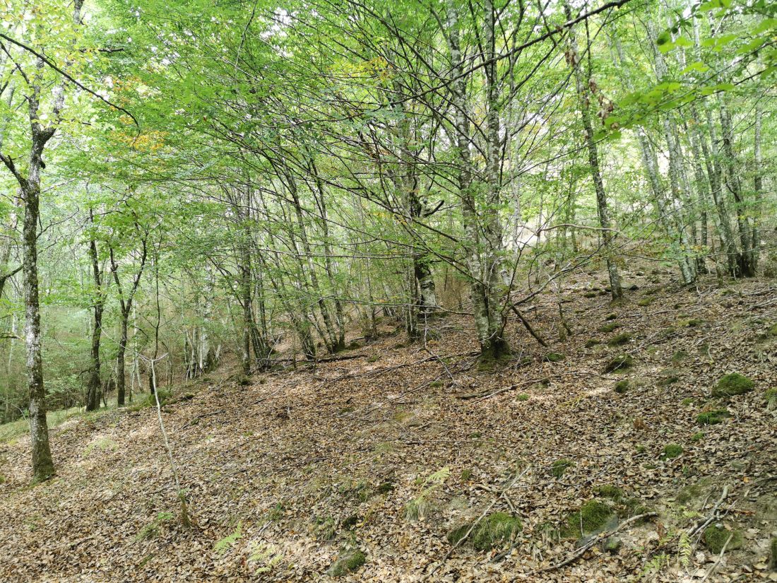 Paseo micológico estival por los hayedos de Eugui (Esteríbar)