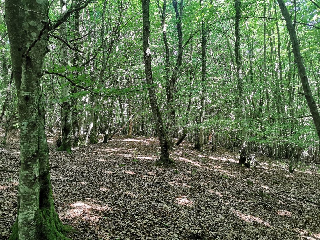 Paseo micológico estival por los hayedos de Urrizola-Galain (Ulzama)