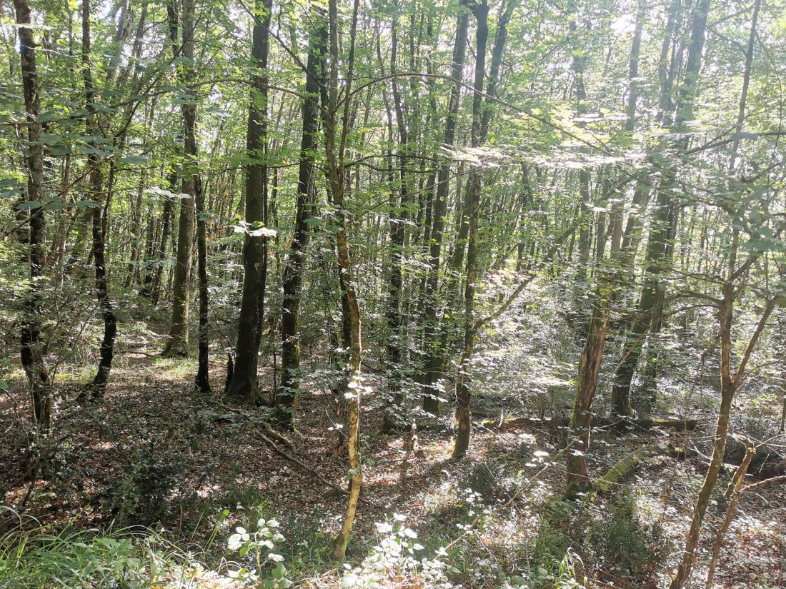 Paseo micológico estival por los hayedos de Jauntsarats (Basaburúa)