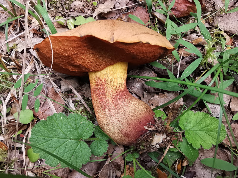 Foto