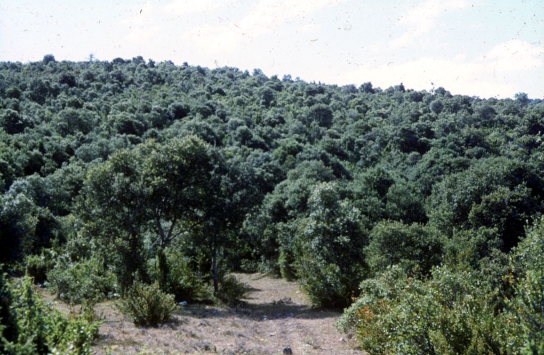 Paseo micológico estival por los carrascales del alto de Iso (Romanzado)