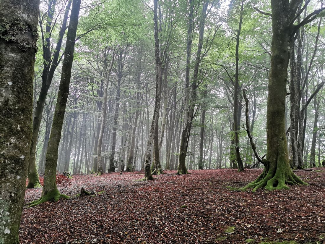Imagen de la ruta Paseo micológico estival por los hayedos del Alto de Huici (Larraun)