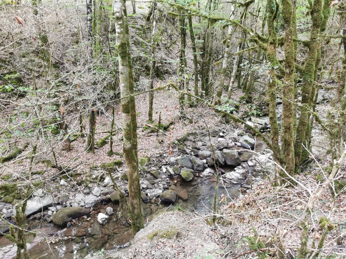 Paseo micológico primaveral por los hayedos de Eugui (Esteríbar)