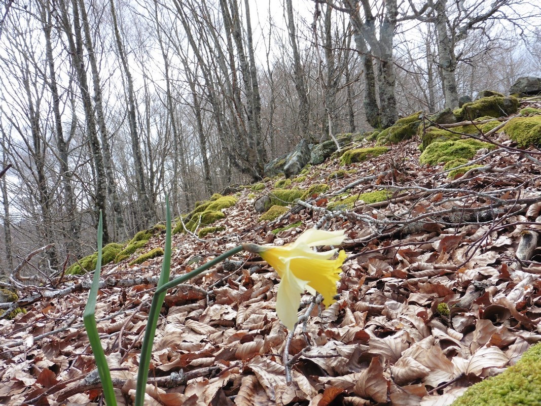 Paseo micológico primaveral por los hayedos del alto de Egozcue (Esteríbar)