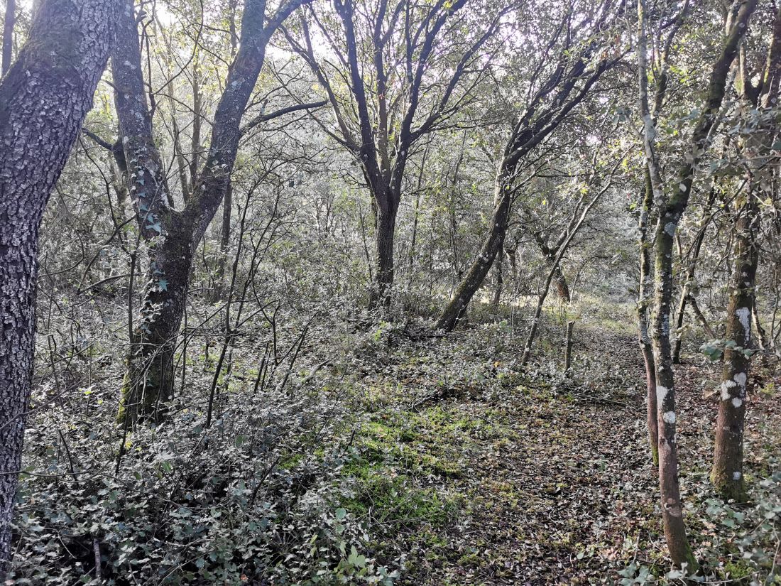 Paseo micológico invernal por los carrascales de Ayegui