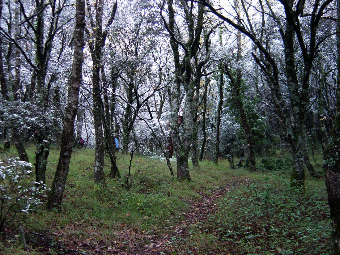Paseo micológico invernal por los encinares de Abárzuza.