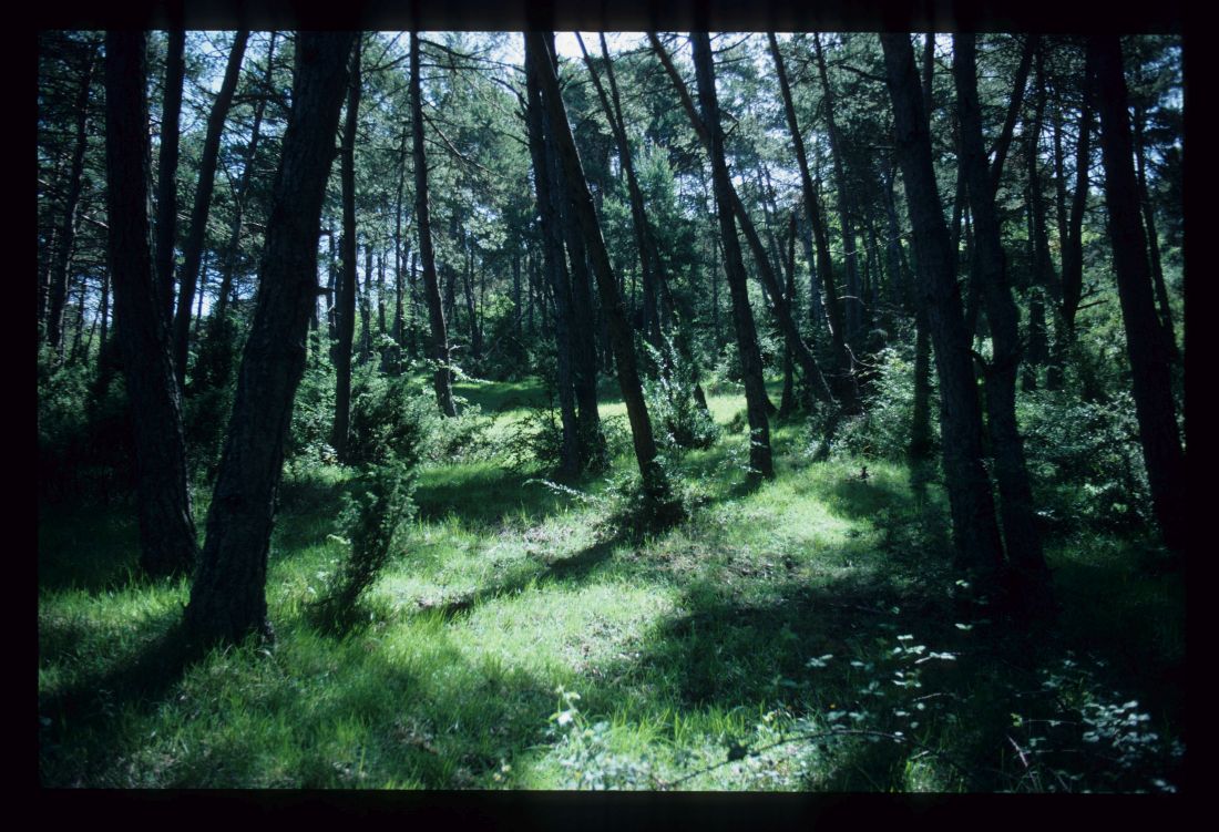 Paseo micológico invernal por los pinares de Pinus sylvestris de Aquerreta (Esteríbar)
