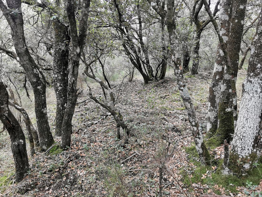 Paseo micológico otoñal por los carrascales de Ayegui