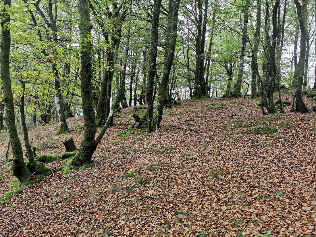 Imagen de la ruta Paseo micológico otoñal por los hayedos del Alto de Huici (Larraun)