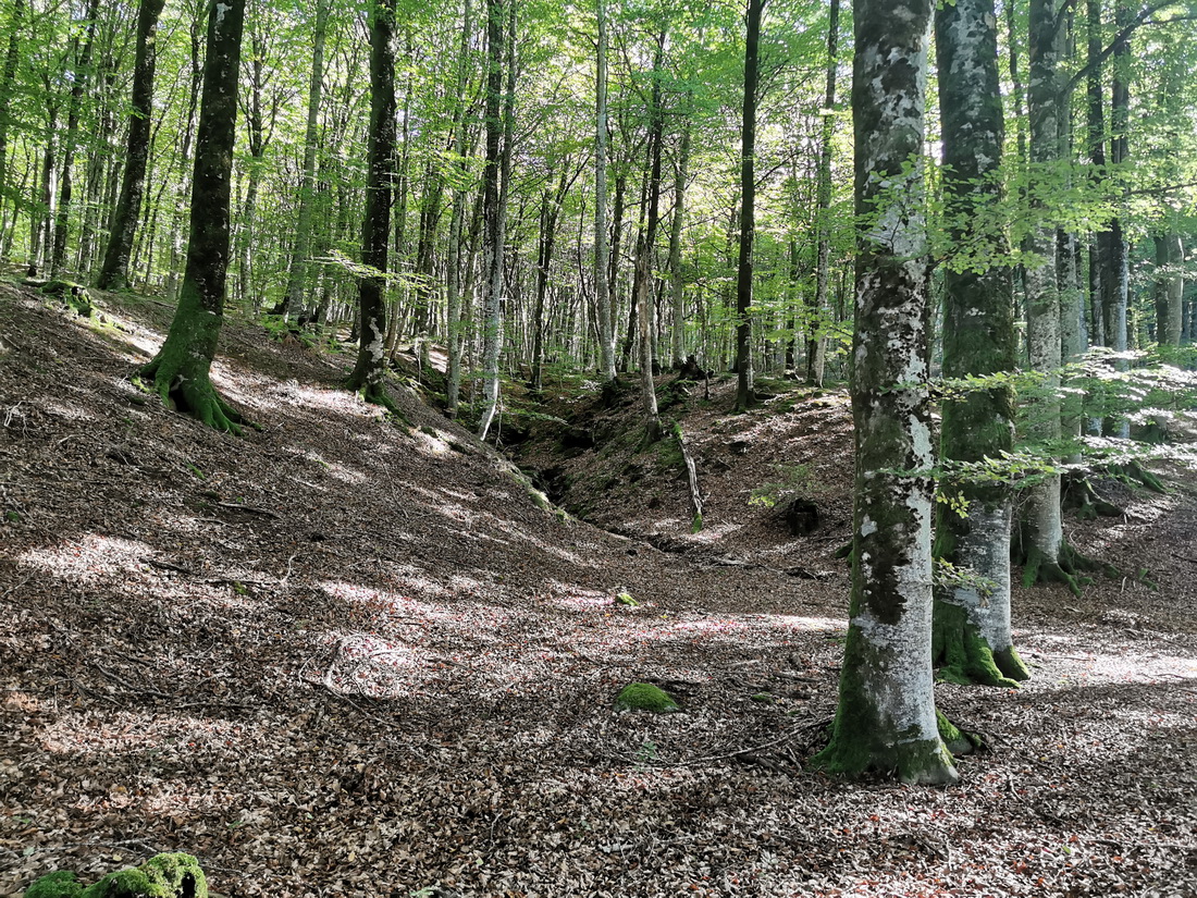 Imagen de la ruta Paseo micológico otoñal por los hayedos del puerto de Velate (Ulzama)