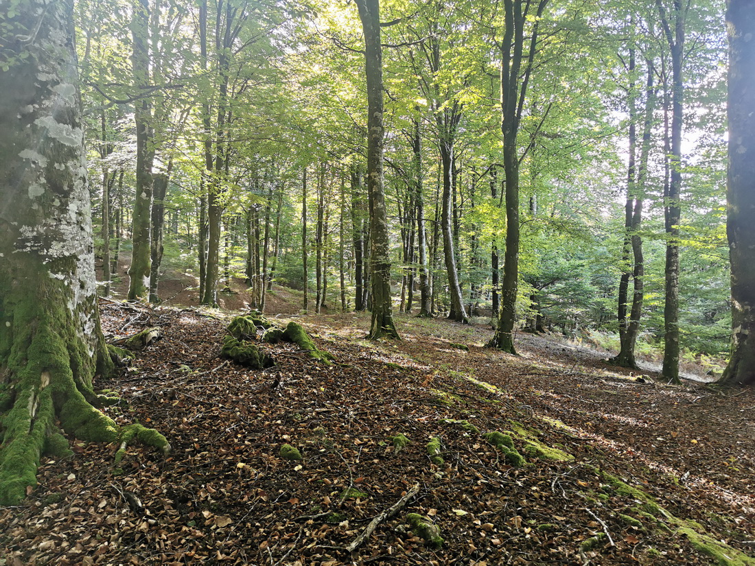 Imagen de la ruta Paseo micológico otoñal por los hayedos del puerto de Velate (Baztán)